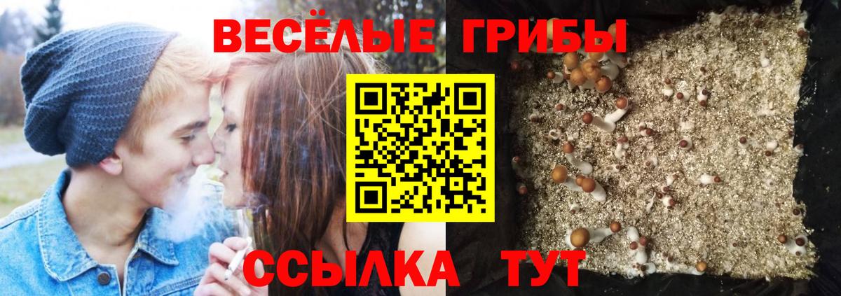 купить   Вход с VPN  Обнинск  Псилоцибиновые грибы мицелий 